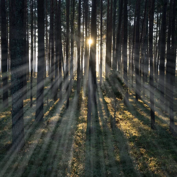 Prales s mechem kryty stromy a paprsky slunce - světelné paprsky — Stock fotografie