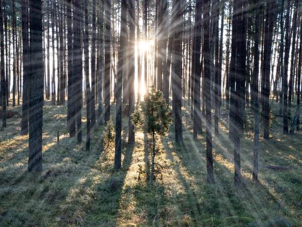 Prales s mechem kryty stromy a paprsky slunce - světelné paprsky — Stock fotografie