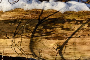 eski ağaç kış peyzaj