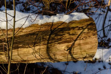 eski ağaç kış peyzaj