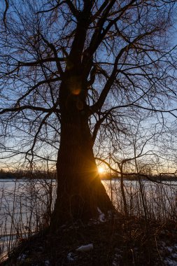 Ağaçların arasından gelen ışık ışınları ile renkli kış günbatımı