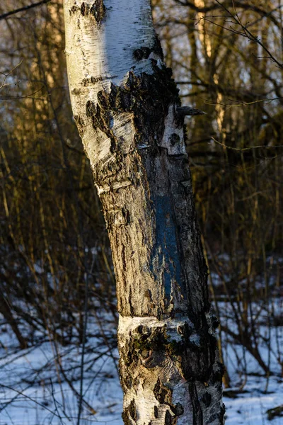 Vecchio albero nel paesaggio invernale — Foto Stock