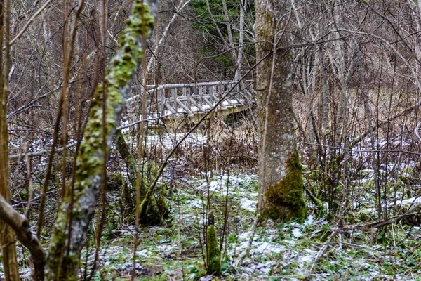 Bevroren land kant door het bos bedekt met sneeuw — Stockfoto