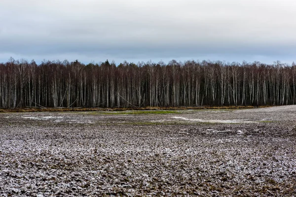 结冰的国家边由森林覆盖在雪 — 图库照片