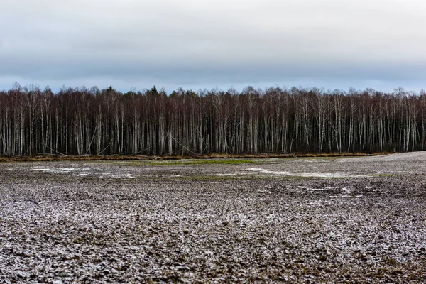 Fruset land sida vid skogen täckt av snö — Stockfoto