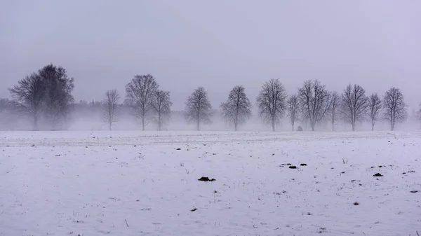 Fruset land sida vid skogen täckt av snö — Stockfoto