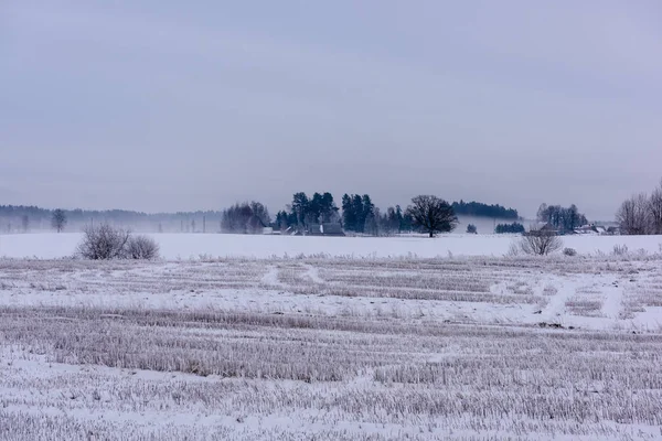 Fruset land sida vid skogen täckt av snö — Stockfoto