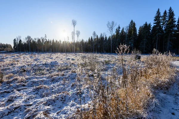 Campo congelado junto al bosque cubierto de nieve — Foto de Stock