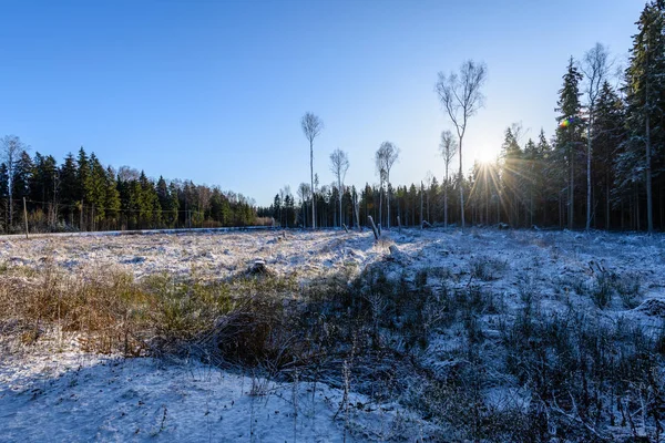 Lado do país congelado pela floresta coberta de neve — Fotografia de Stock