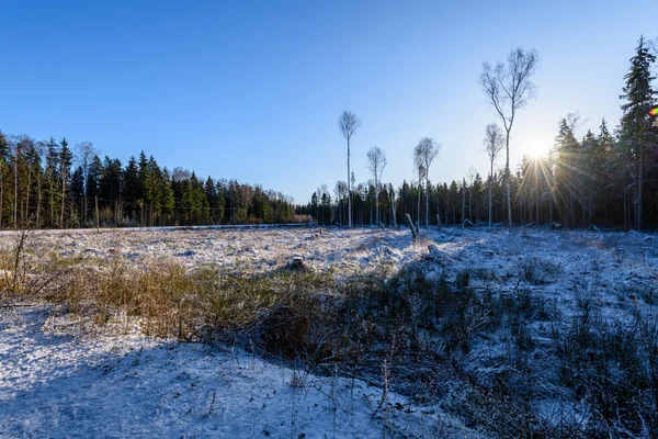 Bevroren land kant door het bos bedekt met sneeuw — Stockfoto