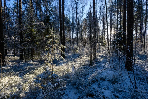 Côté campagne gelé au bord de la forêt couvert de neige — Photo