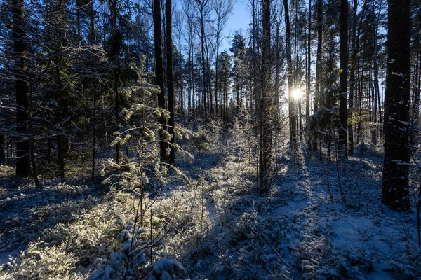 Mrożone wioseczka przez las, pokryte śniegiem — Zdjęcie stockowe