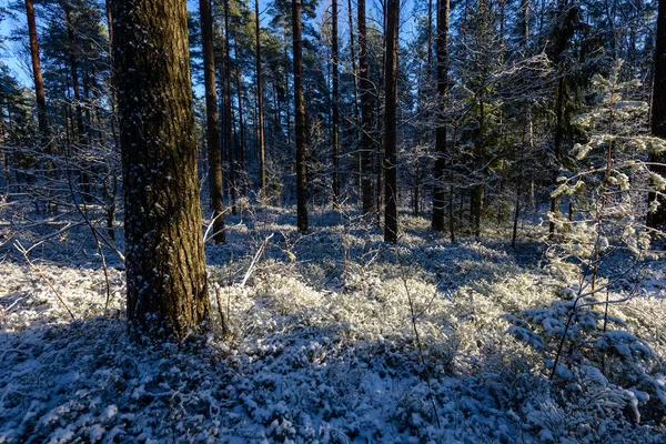 Karla kaplı orman tarafından dondurulmuş kırlarda — Stok fotoğraf