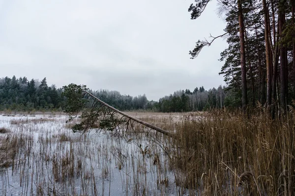 Sisi negara beku oleh hutan tertutup salju — Stok Foto