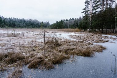 karla kaplı orman tarafından dondurulmuş kırlarda