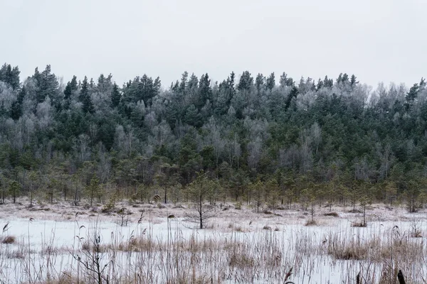 Bevroren land kant door het bos bedekt met sneeuw — Stockfoto