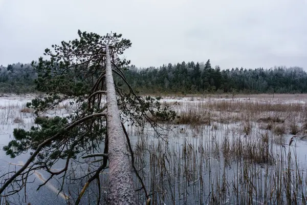 Côté campagne gelé au bord de la forêt couvert de neige — Photo
