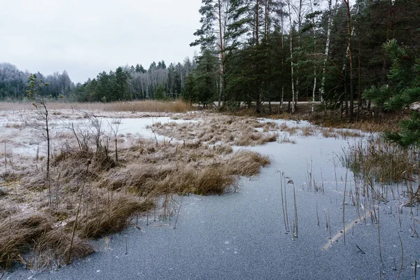 Frozen country side by the forest covered in snow — Stock Photo, Image