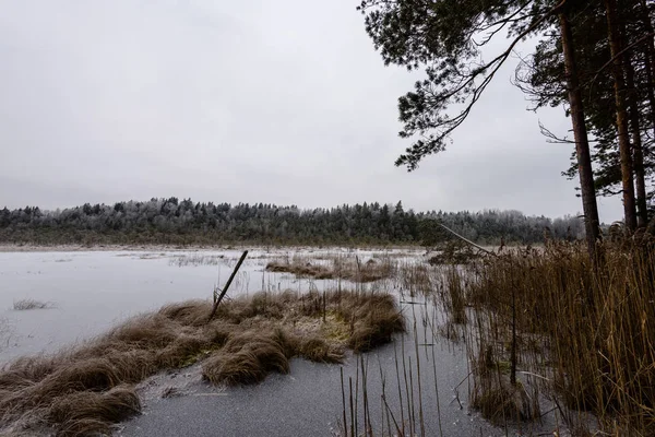 Fruset land sida vid skogen täckt av snö — Stockfoto