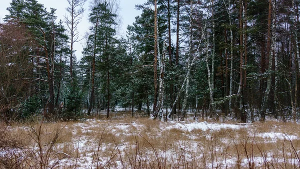 Frozen country side by the sea — Stock Photo, Image