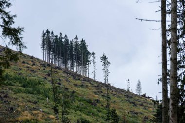 Sisli ormanın panoramik görünüm