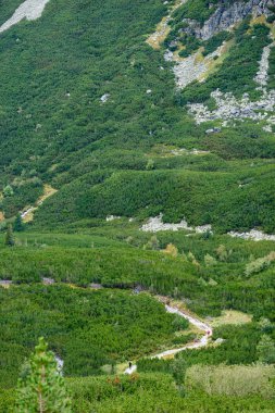 romantik çakıl yol yeşil ağaç ormandaki
