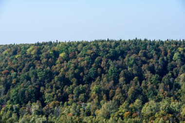 Sisli ormanın panoramik görünüm