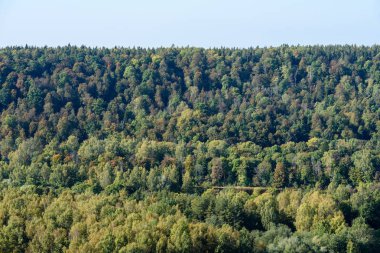 Sisli ormanın panoramik görünüm