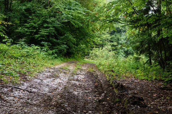 Romantický štěrková cesta v zeleném lese — Stock fotografie