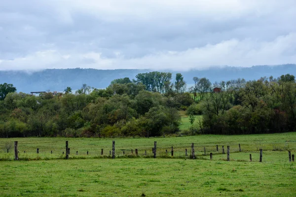 Panoramablick auf nebligen Wald — Stockfoto