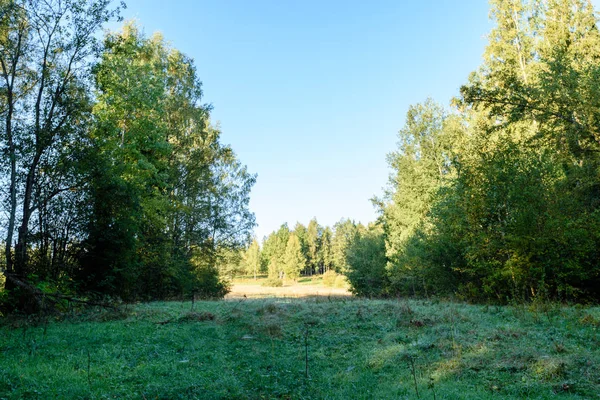 Romantica strada di ghiaia nella foresta di alberi verdi — Foto Stock