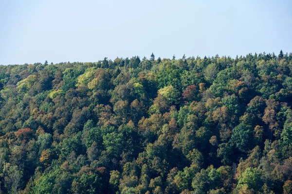 Panoramiczny widok Mglisty las — Zdjęcie stockowe