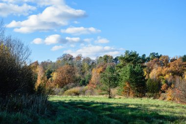 Sisli ormanın panoramik görünüm