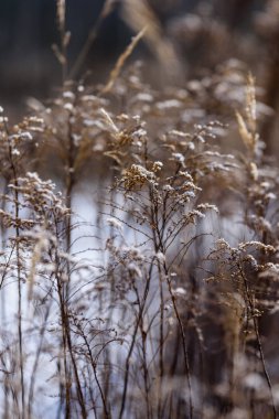 Sazlık arasında göl üzerinde güzel gün batımı