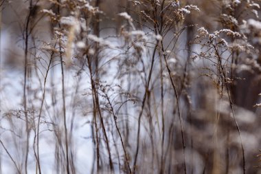 Sazlık arasında göl üzerinde güzel gün batımı