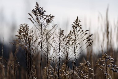Sazlık arasında göl üzerinde güzel gün batımı