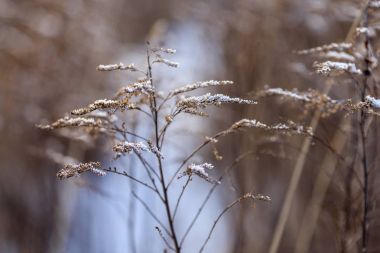 Sazlık arasında göl üzerinde güzel gün batımı