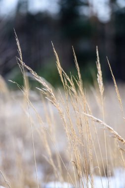 Sazlık arasında göl üzerinde güzel gün batımı