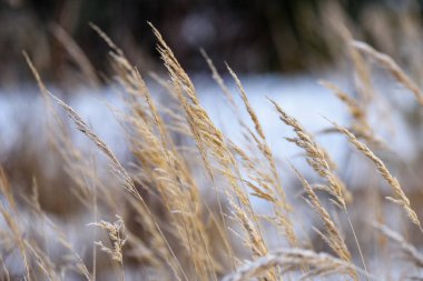 Kar sazlık arasında göl üzerinde güzel gün batımı