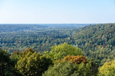 Sisli ormanın panoramik görünüm