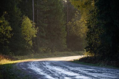 panoramik manzaralı yol sisli orman