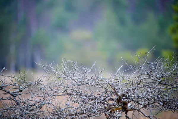 Panoraamanäkymät sumuiseen metsään — kuvapankkivalokuva