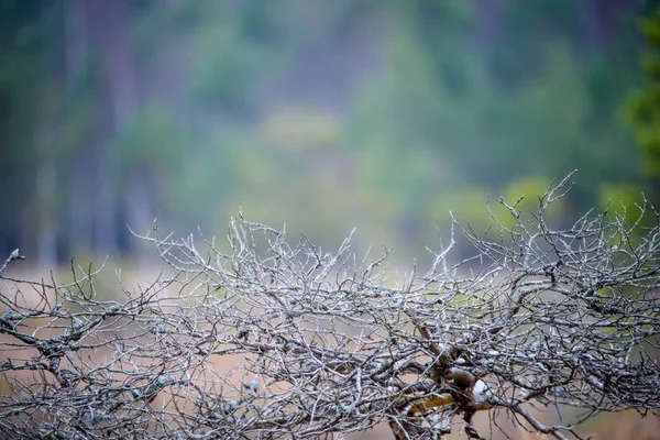 Vista panoramica della foresta nebbiosa — Foto Stock