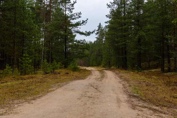 Romantica strada di ghiaia nella foresta di alberi verdi — Foto Stock