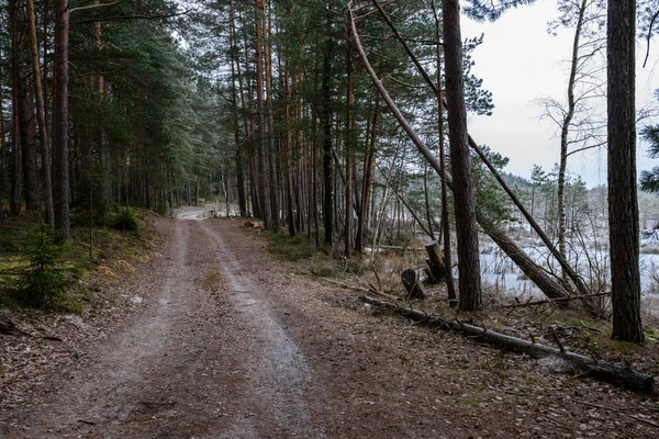 Route de gravier romantique dans la forêt d'arbres verts — Photo