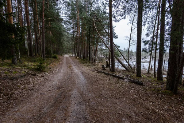 Романтическая гравийная дорога в зеленом лесу — стоковое фото