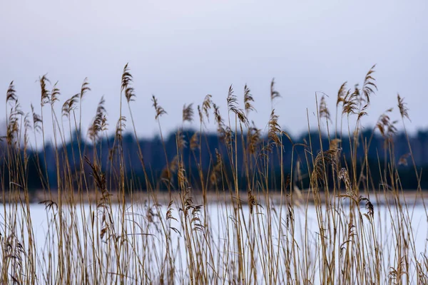 Beau coucher de soleil sur le lac parmi les roseaux — Photo