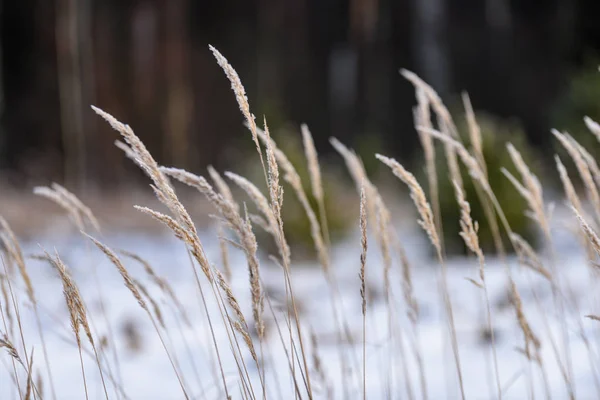 Vacker solnedgång över sjön bland vassen i snö — Stockfoto