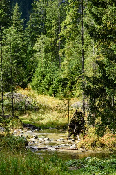 Estrada de cascalho romântico na floresta árvore verde — Fotografia de Stock