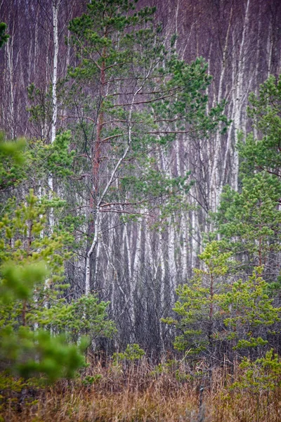 Vista panorâmica da floresta nebulosa — Fotografia de Stock